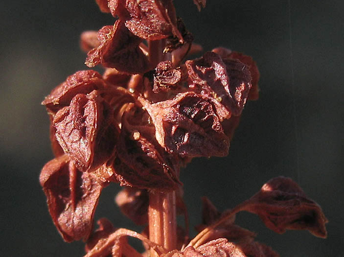 Detailed Picture 6 of Rumex californicus