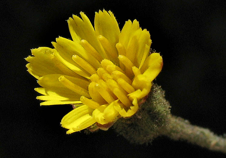 Detailed Picture 2 of Hieracium argutum