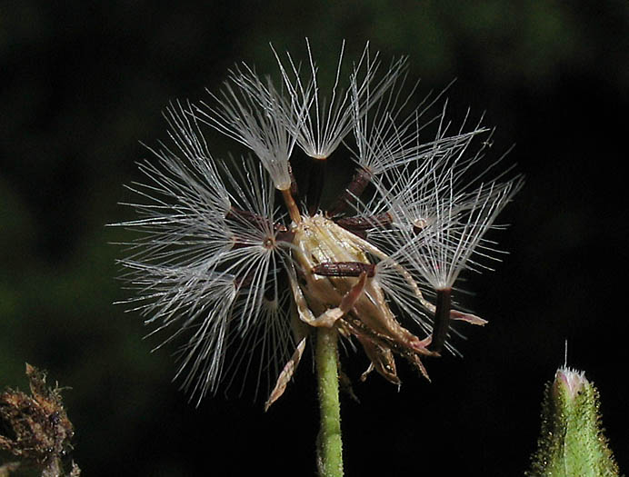 Detailed Picture 6 of Hieracium argutum