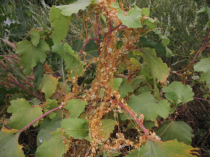 Detailed Picture 5 of Cuscuta campestris