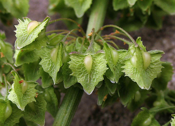 Detailed Picture 2 of Rumex stenophyllus