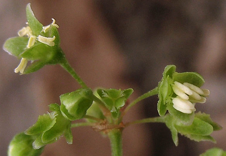Detailed Picture 1 of Rumex stenophyllus