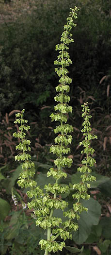 Detailed Picture 3 of Rumex stenophyllus