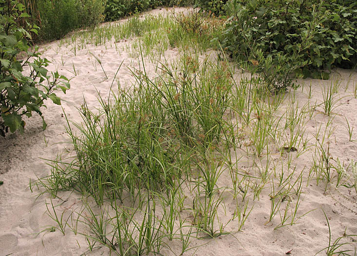 Detailed Picture 5 of Cyperus esculentus var. leptostachyus