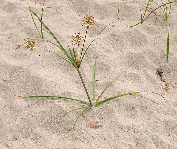 Detailed Picture 4 of Cyperus esculentus var. leptostachyus