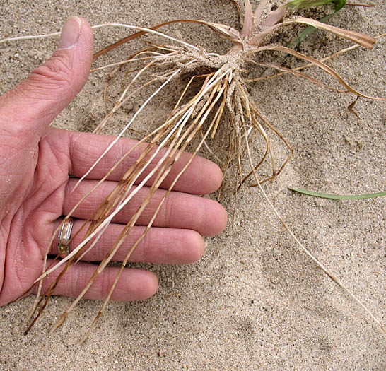 Detailed Picture 6 of Cyperus esculentus var. leptostachyus