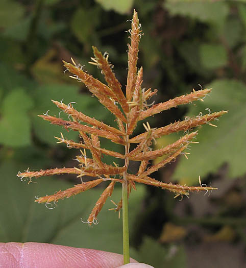Detailed Picture 1 of Cyperus esculentus var. leptostachyus
