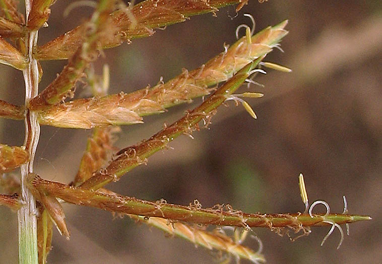 Detailed Picture 2 of Cyperus esculentus var. leptostachyus
