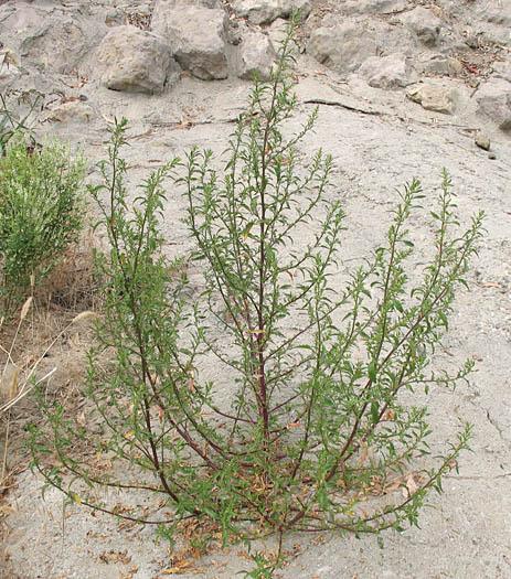 Detailed Picture 3 of Dysphania ambrosioides