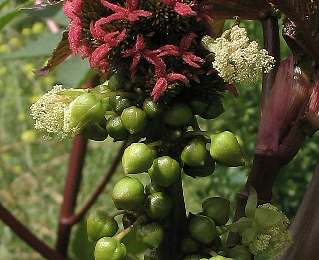 Detailed Picture 3 of Ricinus communis