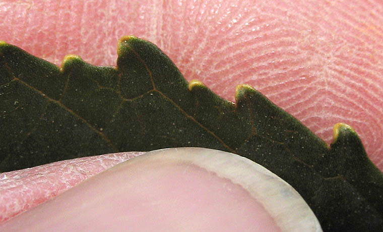 Detailed Picture 7 of Ricinus communis