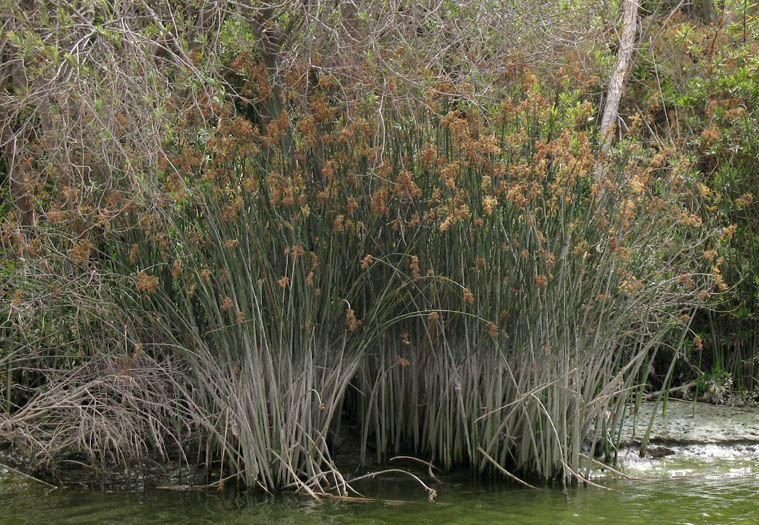 Detailed Picture 7 of Schoenoplectus californicus