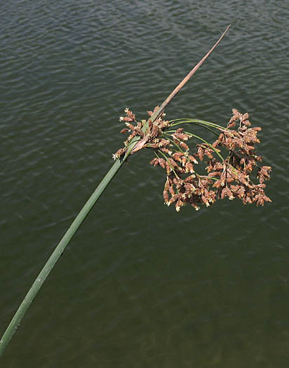 Detailed Picture 4 of Schoenoplectus californicus