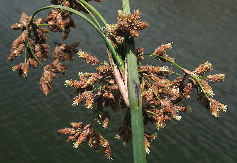 Detailed Picture 3 of Schoenoplectus californicus