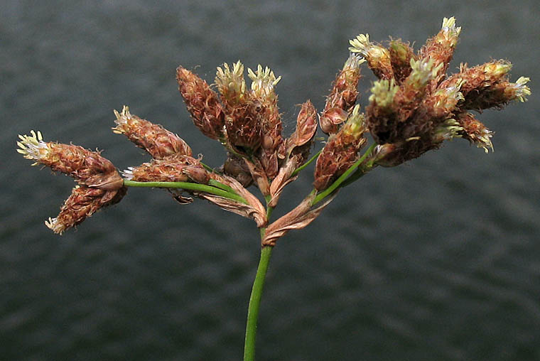 Detailed Picture 2 of Schoenoplectus californicus