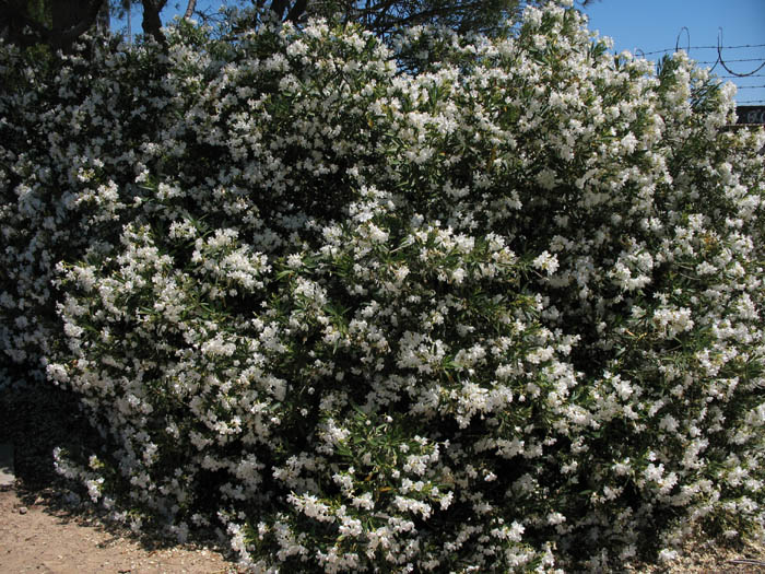 Detailed Picture 6 of Nerium oleander