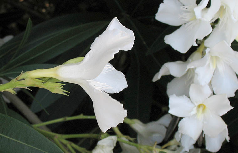 Detailed Picture 1 of Nerium oleander