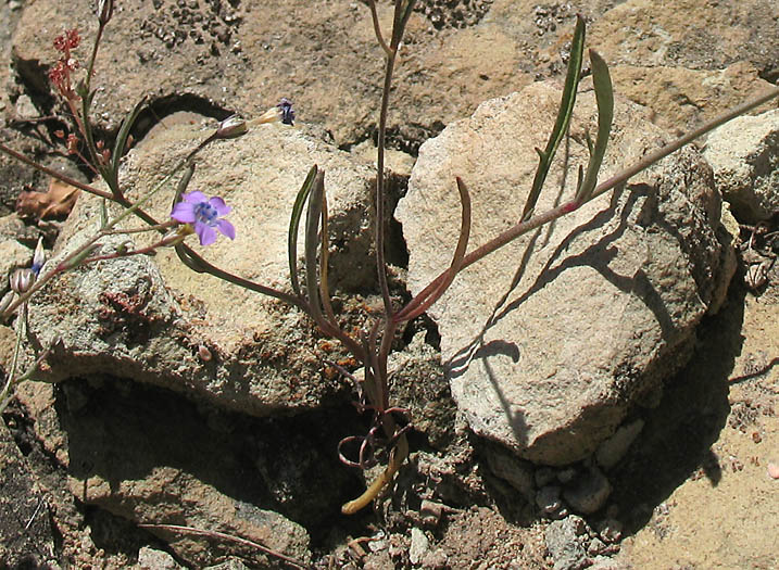 Detailed Picture 18 of Navarretia leptalea