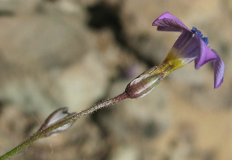 Detailed Picture 8 of Navarretia leptalea