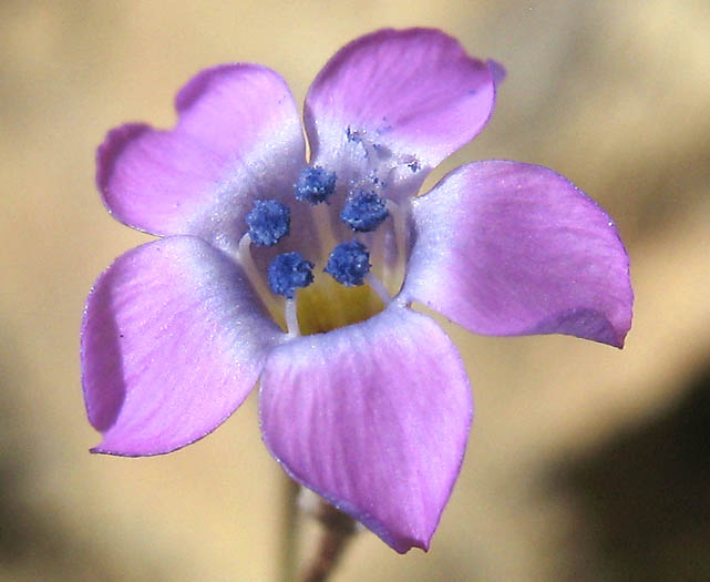 Detailed Picture 3 of Navarretia leptalea