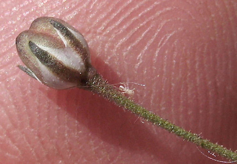 Detailed Picture 14 of Navarretia leptalea