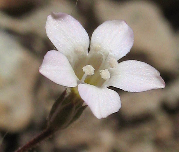 Detailed Picture 4 of Navarretia leptalea