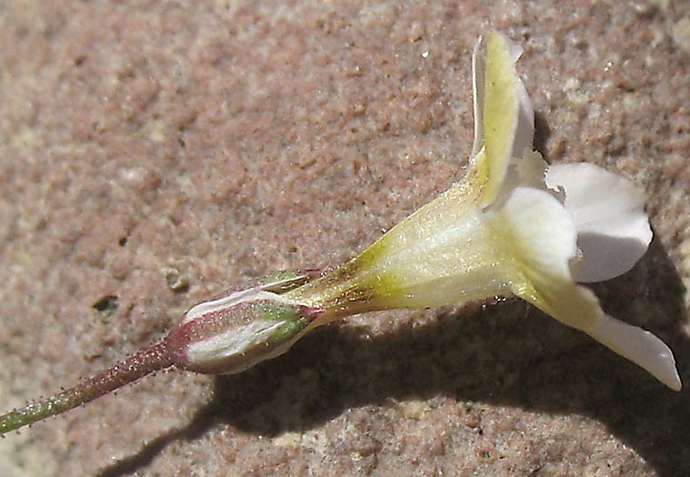 Detailed Picture 9 of Navarretia leptalea