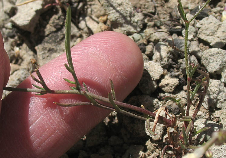 Detailed Picture 19 of Navarretia leptalea