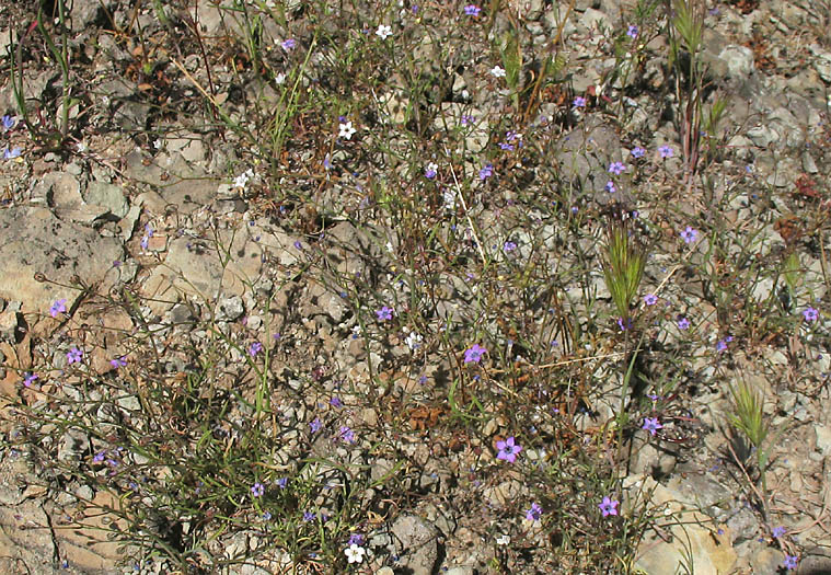 Detailed Picture 20 of Navarretia leptalea