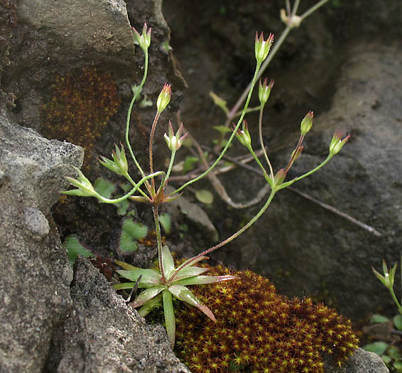 Detailed Picture 9 of Androsace elongata ssp. acuta