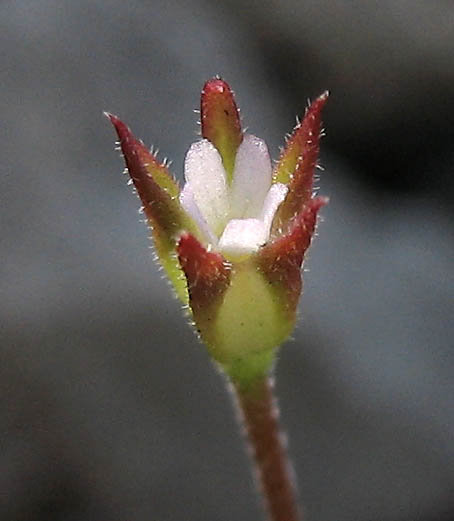 Detailed Picture 3 of Androsace elongata ssp. acuta