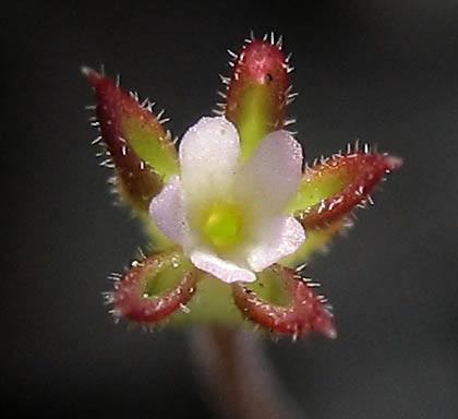 Detailed Picture 1 of Androsace elongata ssp. acuta