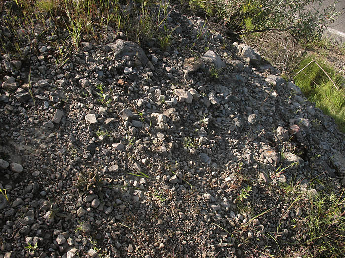 Detailed Picture 8 of Androsace elongata ssp. acuta