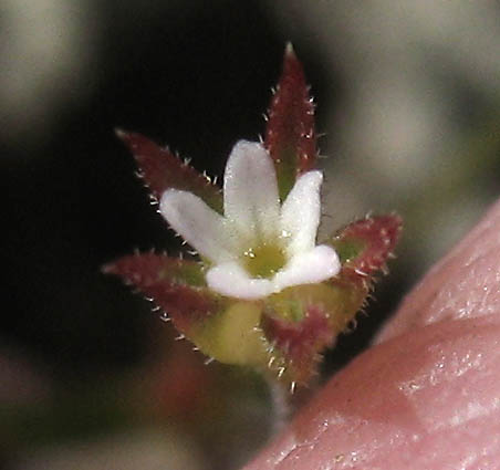 Detailed Picture 2 of Androsace elongata ssp. acuta