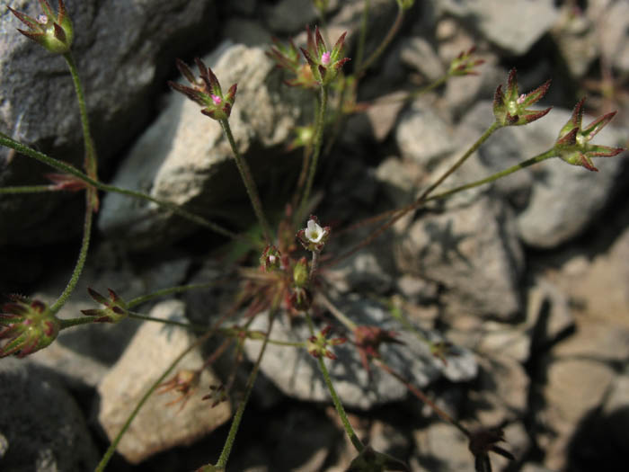 Detailed Picture 6 of Androsace elongata ssp. acuta