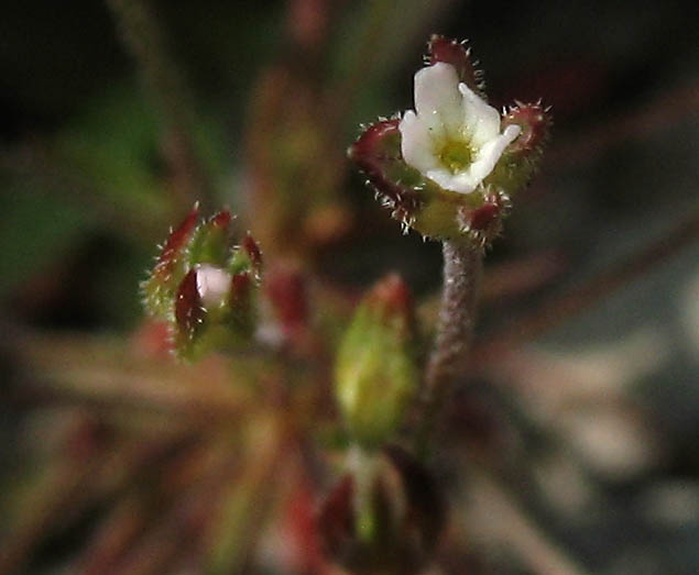 Detailed Picture 5 of Androsace elongata ssp. acuta