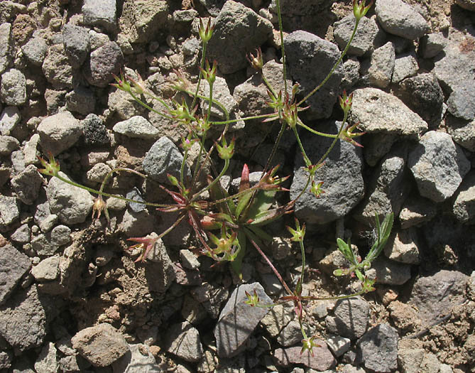 Detailed Picture 7 of Androsace elongata ssp. acuta