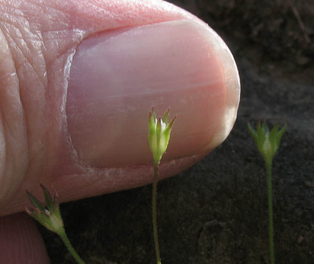 Detailed Picture 14 of Androsace elongata ssp. acuta