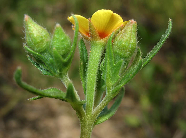 Detailed Picture 4 of Mentzelia veatchiana