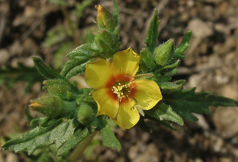 Detailed Picture 2 of Mentzelia veatchiana