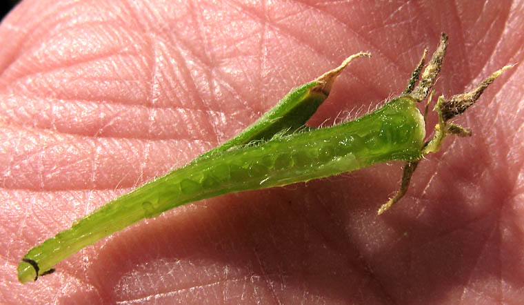 Detailed Picture 9 of Mentzelia veatchiana