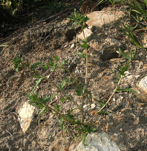 Detailed Picture 6 of Mentzelia veatchiana