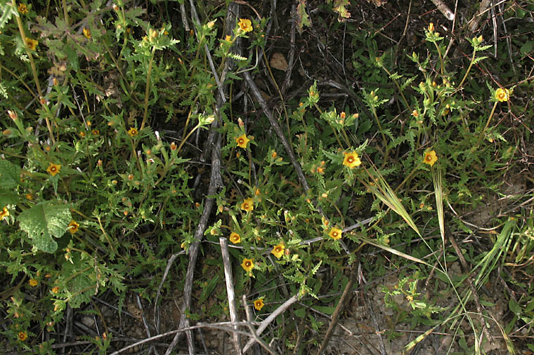 Detailed Picture 5 of Mentzelia veatchiana