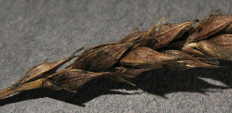 Detailed Picture 7 of Carex obispoensis