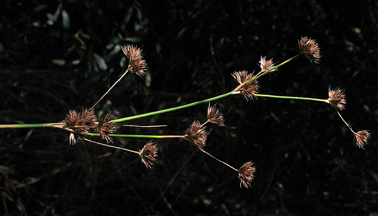 Detailed Picture 3 of Juncus phaeocephalus var. paniculatus