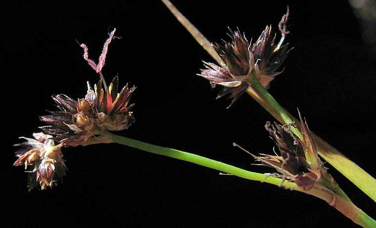 Detailed Picture 2 of Juncus phaeocephalus var. paniculatus