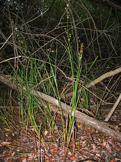 Detailed Picture 5 of Juncus phaeocephalus var. paniculatus