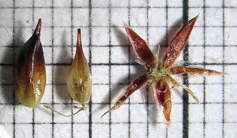 Detailed Picture 7 of Juncus phaeocephalus var. paniculatus