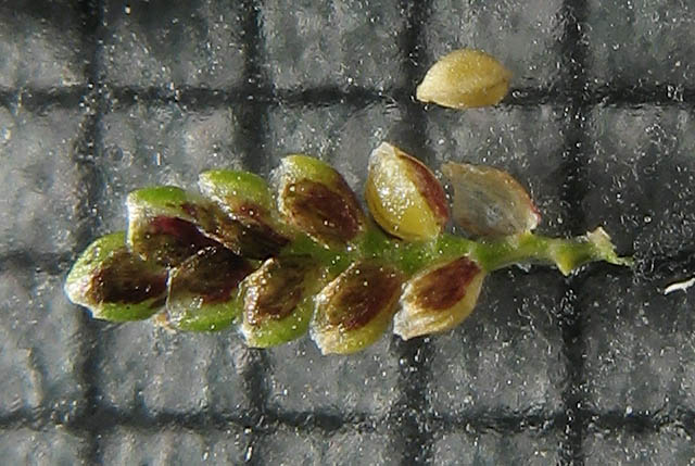 Detailed Picture 5 of Cyperus difformis