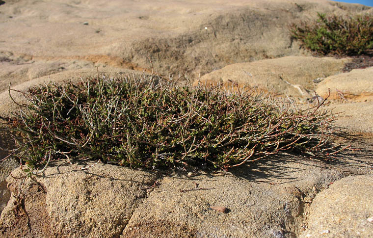 Detailed Picture 7 of Eriogonum wrightii var. membranaceum